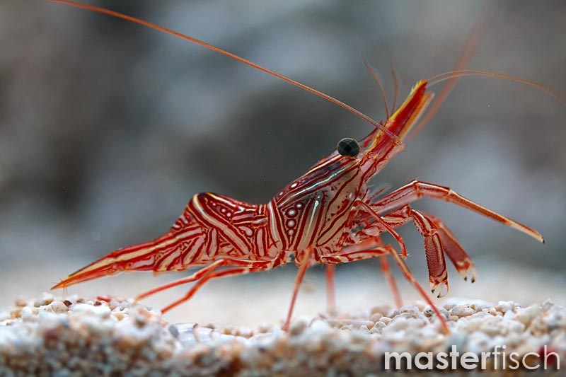 Common dancing shrimp durbanensis Online Shop