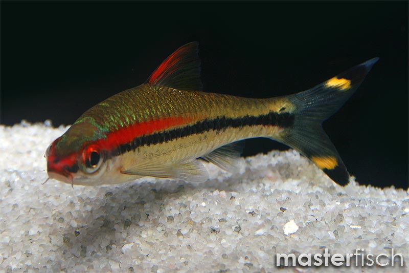 RedLined Torpedo Barb Sahyadria denisonii online shop